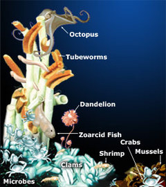 Biodiversity - Hydrothermal Vents